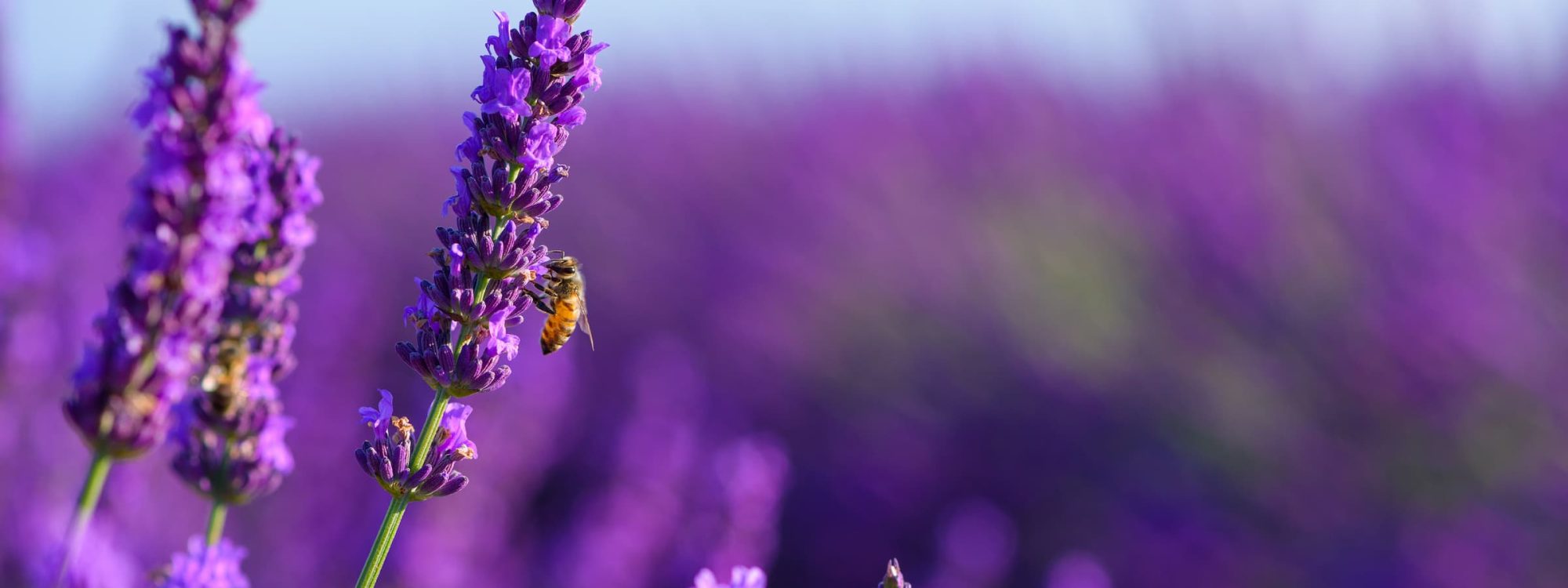 Honey bee on purple plant