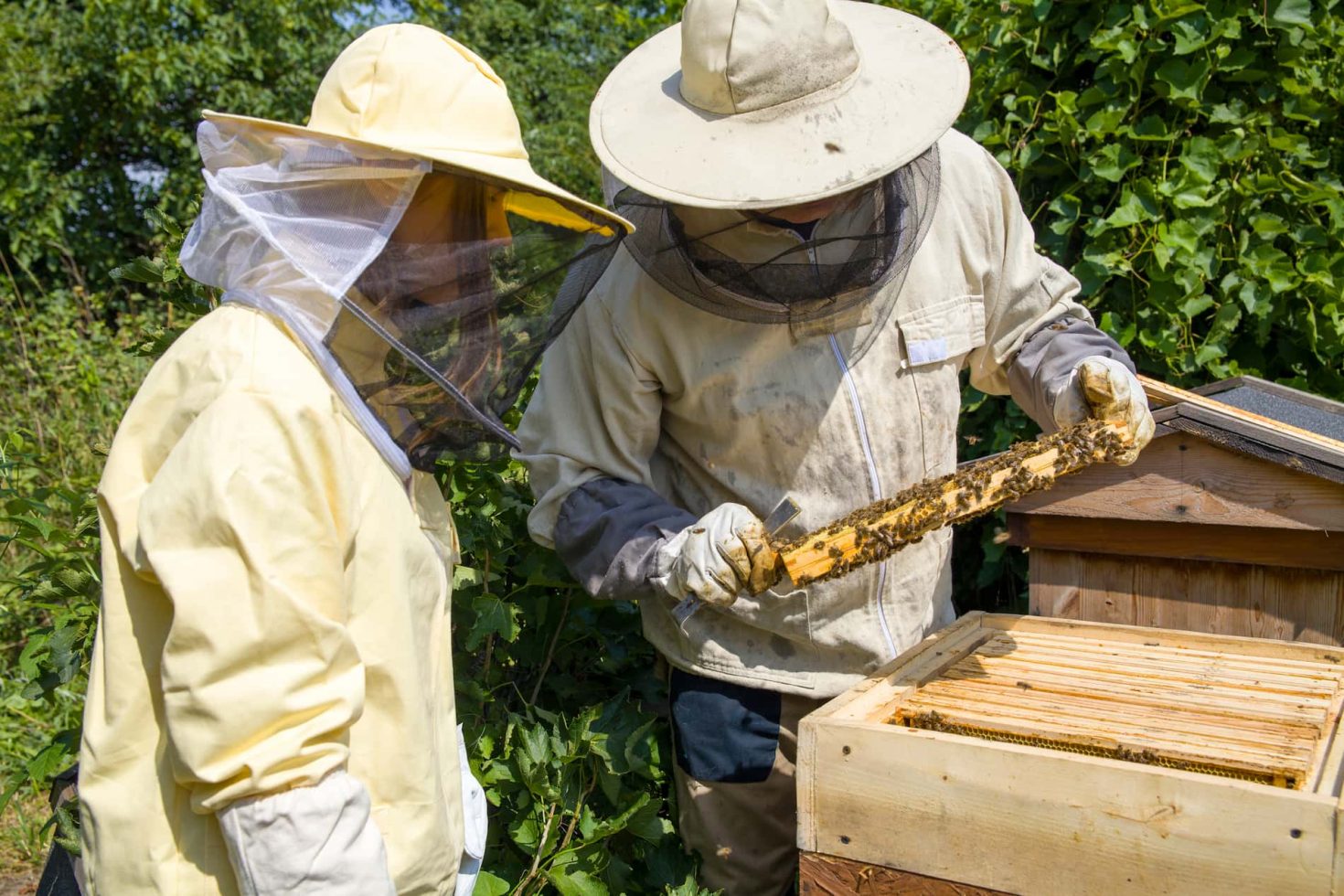 Beekeeper showing bees