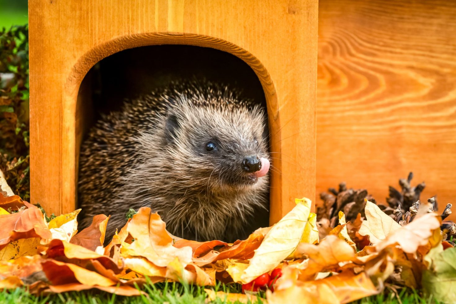 Hedgehog at a sanctuary